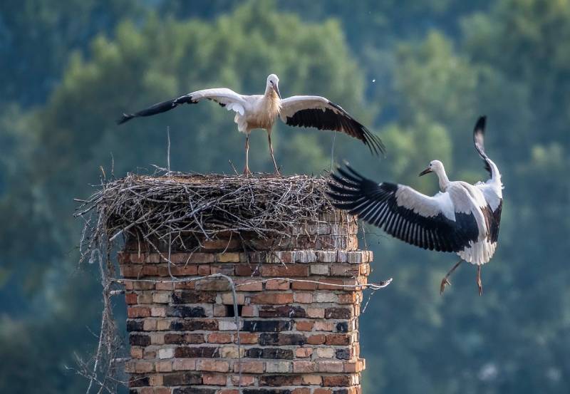 Professional Chimney Animal Removal Services in Corona Del Mar, California