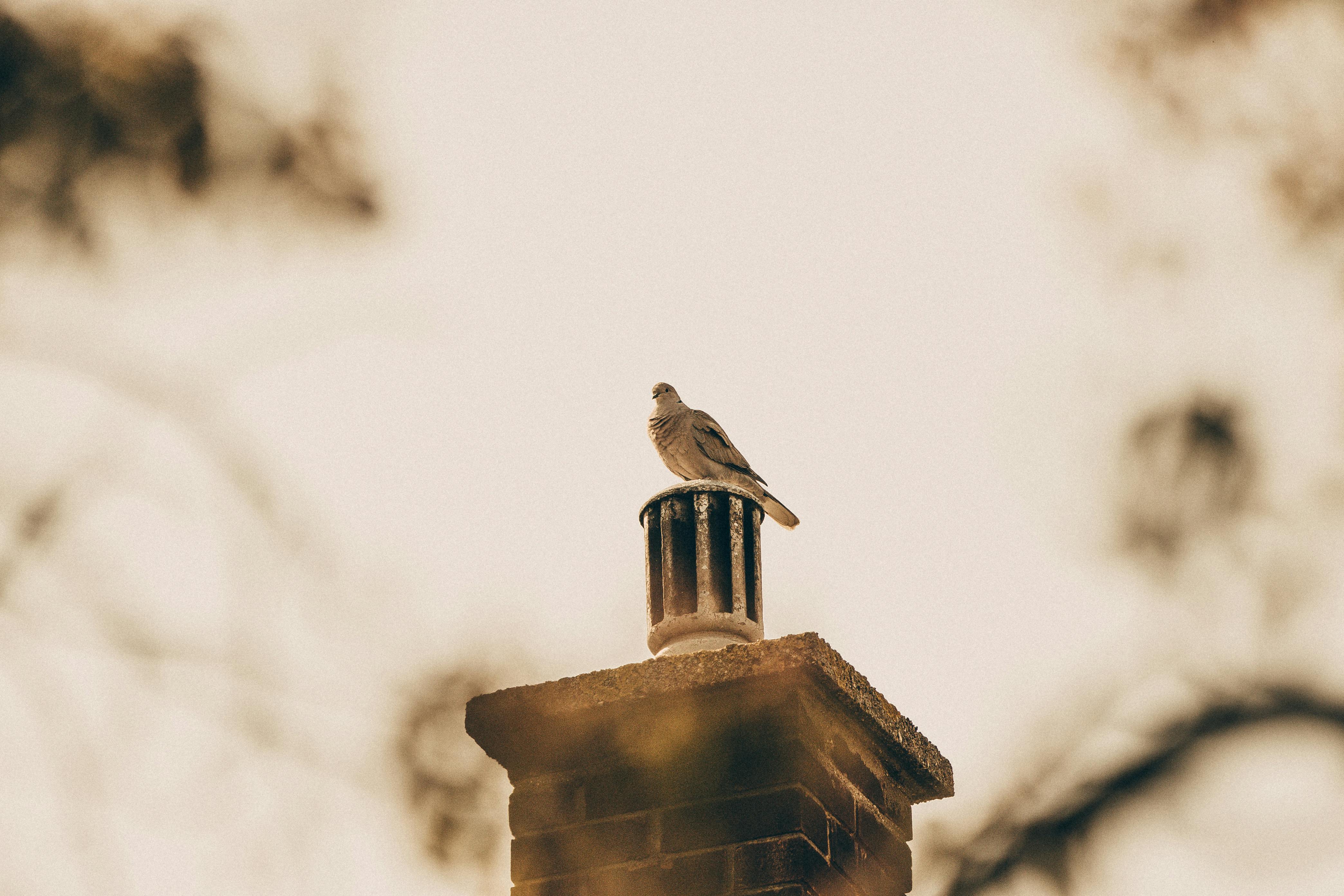 Expert Chimney Cap Installation in Corona Del Mar, California